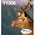 Epson Stag Encre EasyMail DURABrite Ultra multipack 3 couleurs Cerf T1306