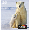 Epson Polar bear Encre EasyMail Claria Premium multipack 4 couleurs Ours Polaire 26